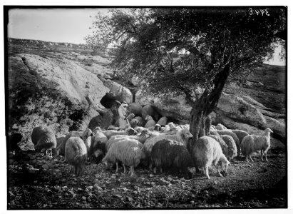 Agriculture, etc. Shepherd scenes. A natural sheep-cote. Protective rocks and an olive tree, Ras el Ein LOC matpc.02985