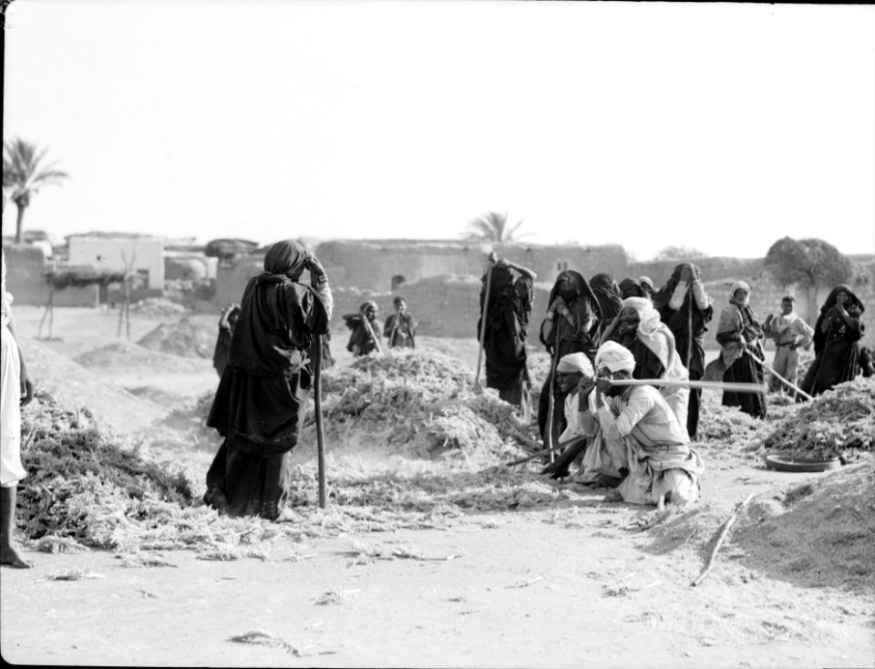 Agriculture, etc. Threshing millet, 'Durra.' Beaten out with staves or hand flails LOC matpc.15639