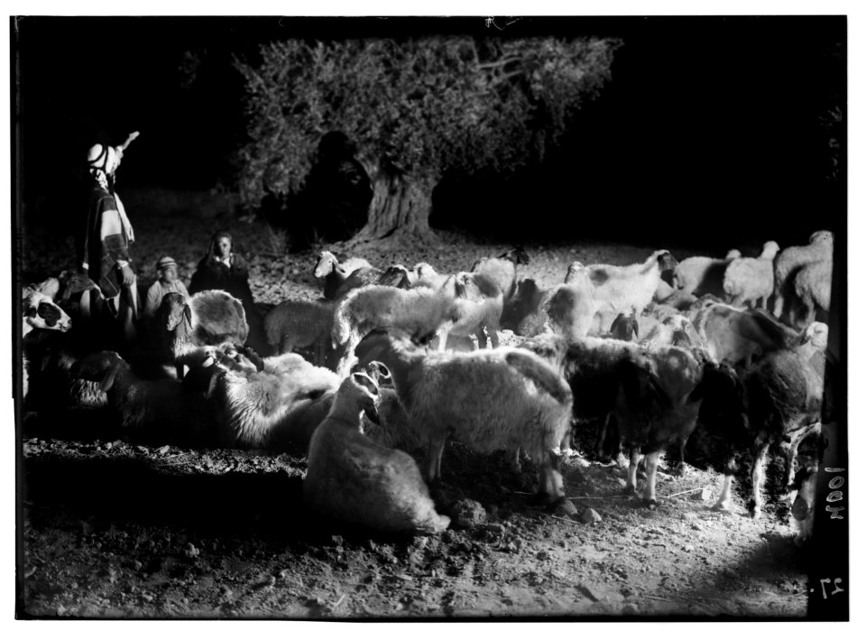 Agriculture, etc. Shepherd scenes. Sheep at night. Pastoral night scene in open fields near Bethlehem LOC matpc.02988