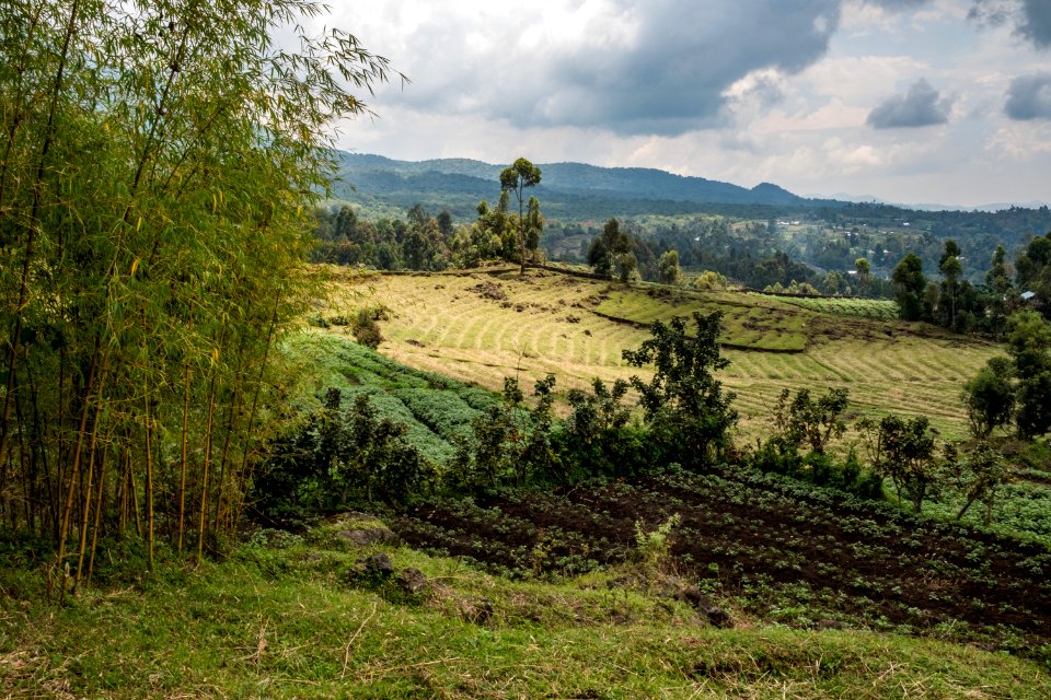 Agricultutral fields along the border of Mgahinga Gorilla National Park. Near Kisoro, Uganda