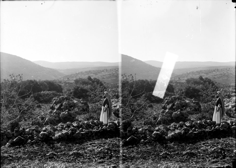 Agriculture, etc. Hill country of Ephraim. Olive groves and fig orchards near Taibeh (i.e., Taybeh) LOC matpc.02969