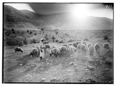 Agriculture, etc. Shepherd scenes. Sunset scene with sheep and shepherd. On the Jericho plain LOC matpc.02983