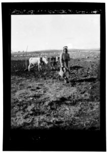 Agriculture, etc. Sowing a field near Rama showing a cow and donkey yoked to the plow LOC matpc.15637