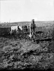 Agriculture, etc. Sowing a field near Rama showing a cow and donkey yoked to the plow LOC matpc.15637