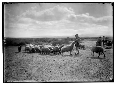Agriculture, etc. Shepherd scenes. Pastoral scene on northern Sharon LOC matpc.02978