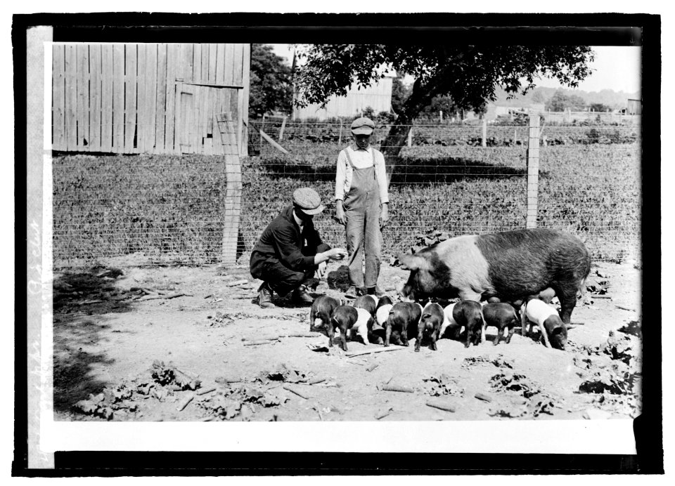Agrl. Dept., boy's pig club LCCN2016821957
