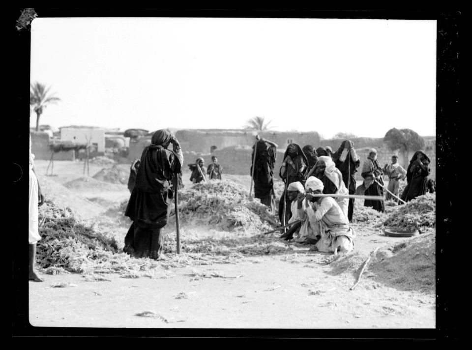 Agriculture, etc. Threshing millet, 'Durra.' Beaten out with staves or hand flails LOC matpc.15639