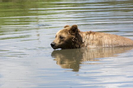Nature predator brown bear photo