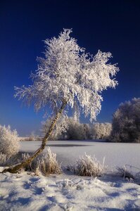 Frost frozen hoarfrost photo