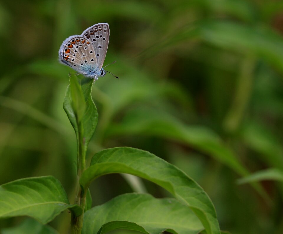 Wings coloring plant