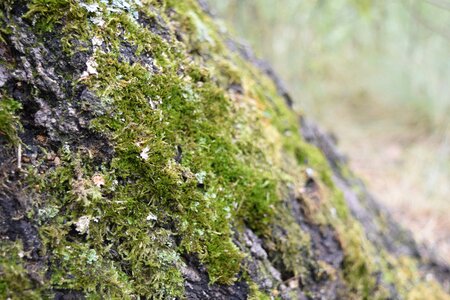 Bark tree moss