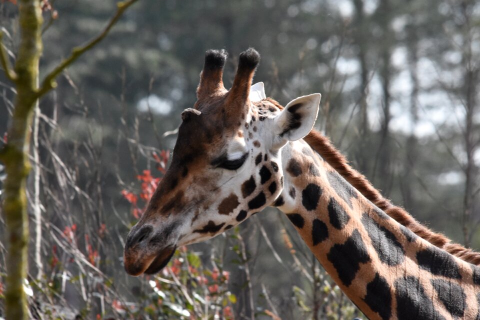 Animal kingdom mammals wild