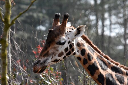 Animal kingdom mammals wild