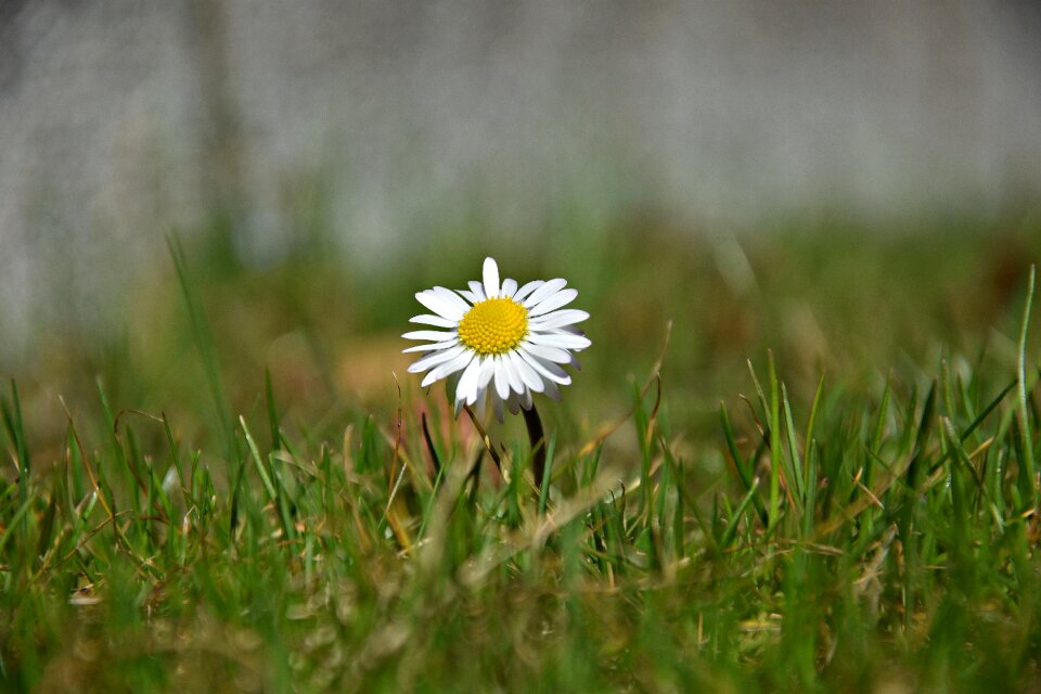 Meadow field summer