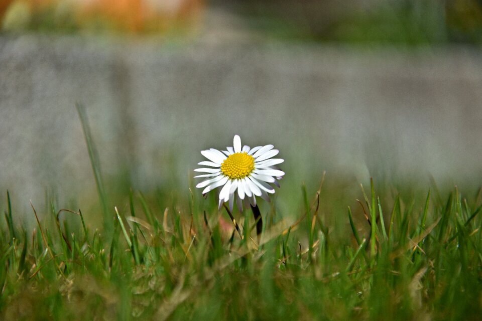 Meadow field summer