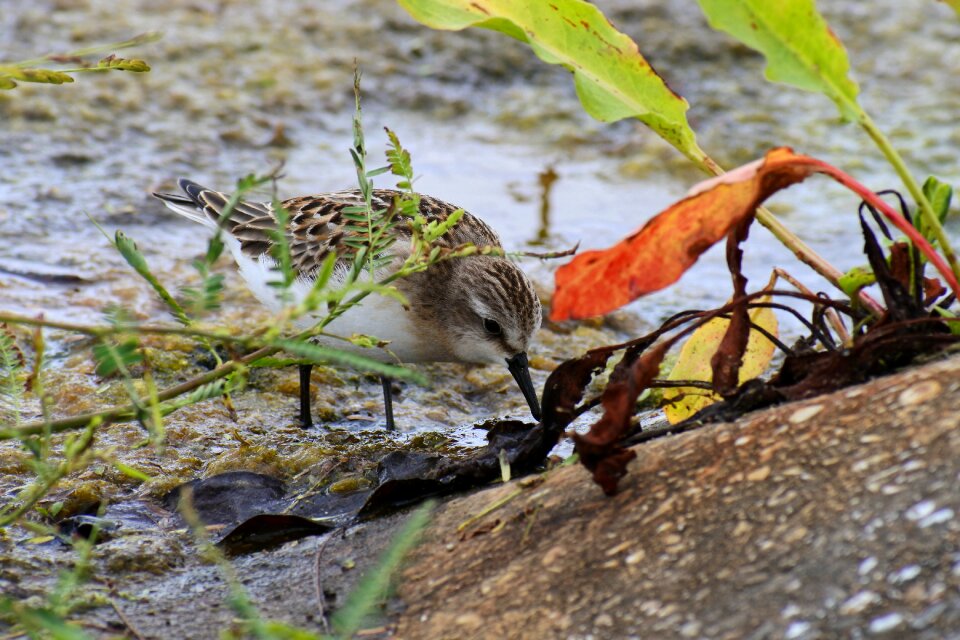 Little bird the department of account manager