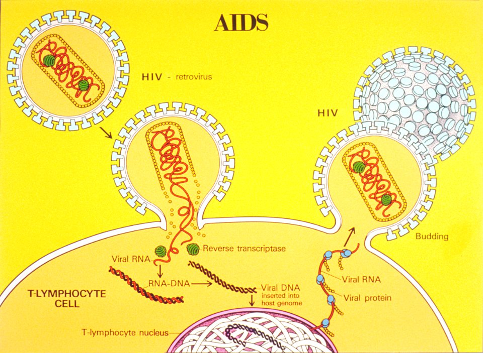 AIDS life cycle illustration