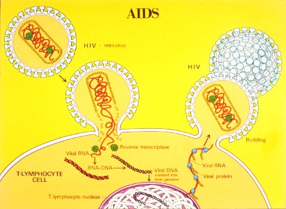 AIDS life cycle illustration
