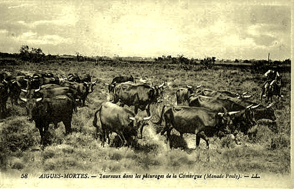 Aigues-Mortes Manade de taureaux