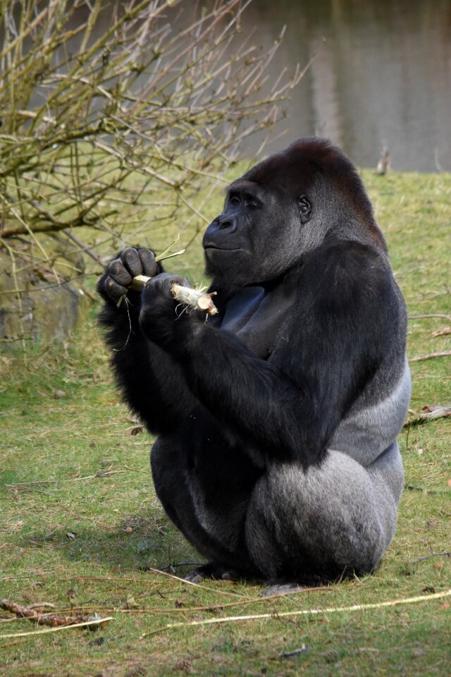 Hominoidea primates animal kingdom