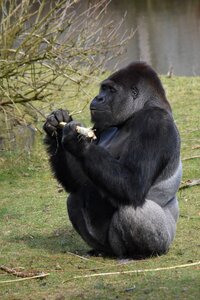 Hominoidea primates animal kingdom