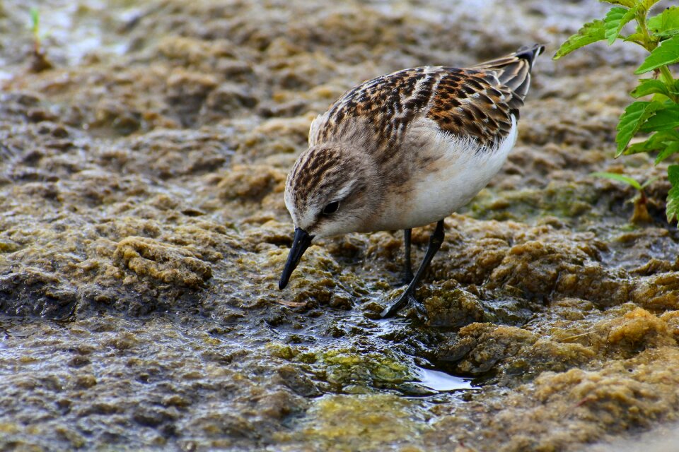 Little bird the department of account manager