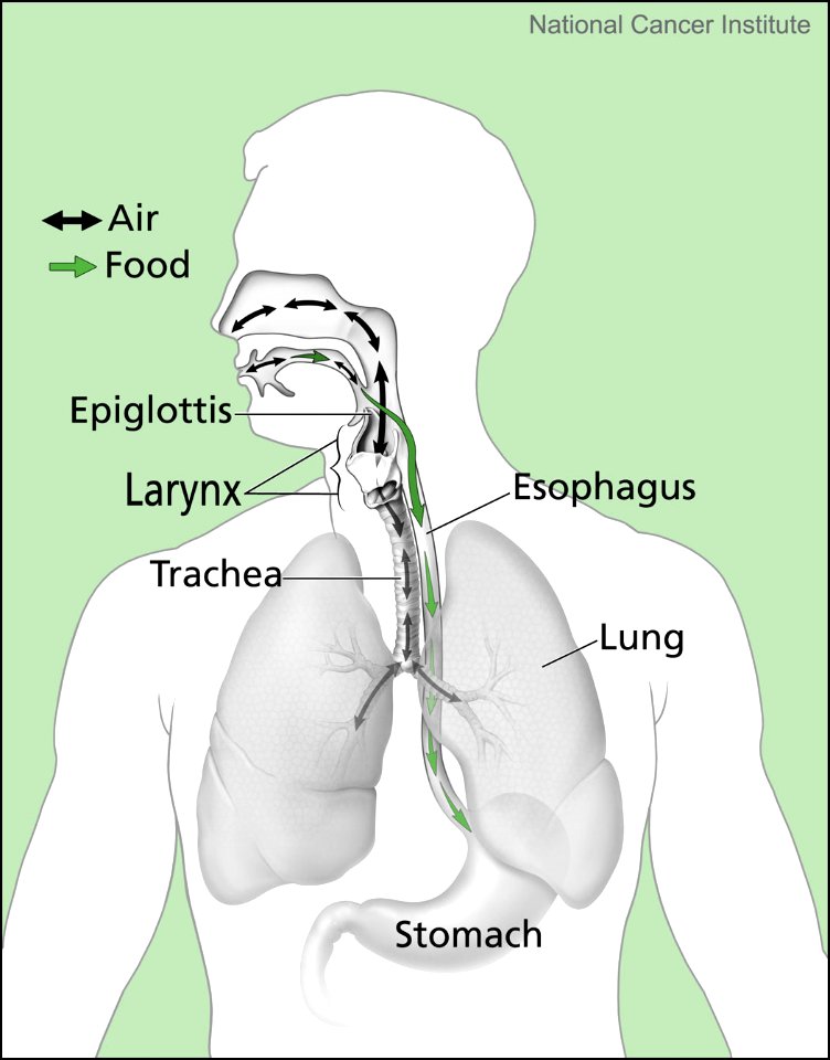 Air and food pathways
