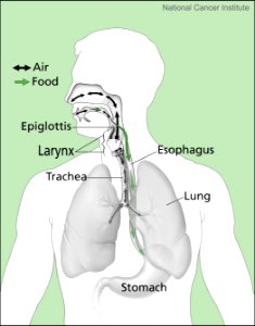 Air and food pathways photo