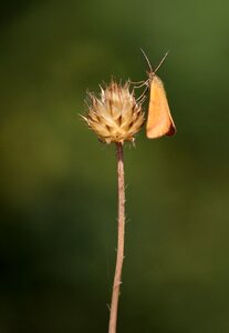 Insecta wings nature