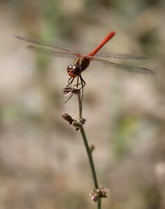 Red wings insecta