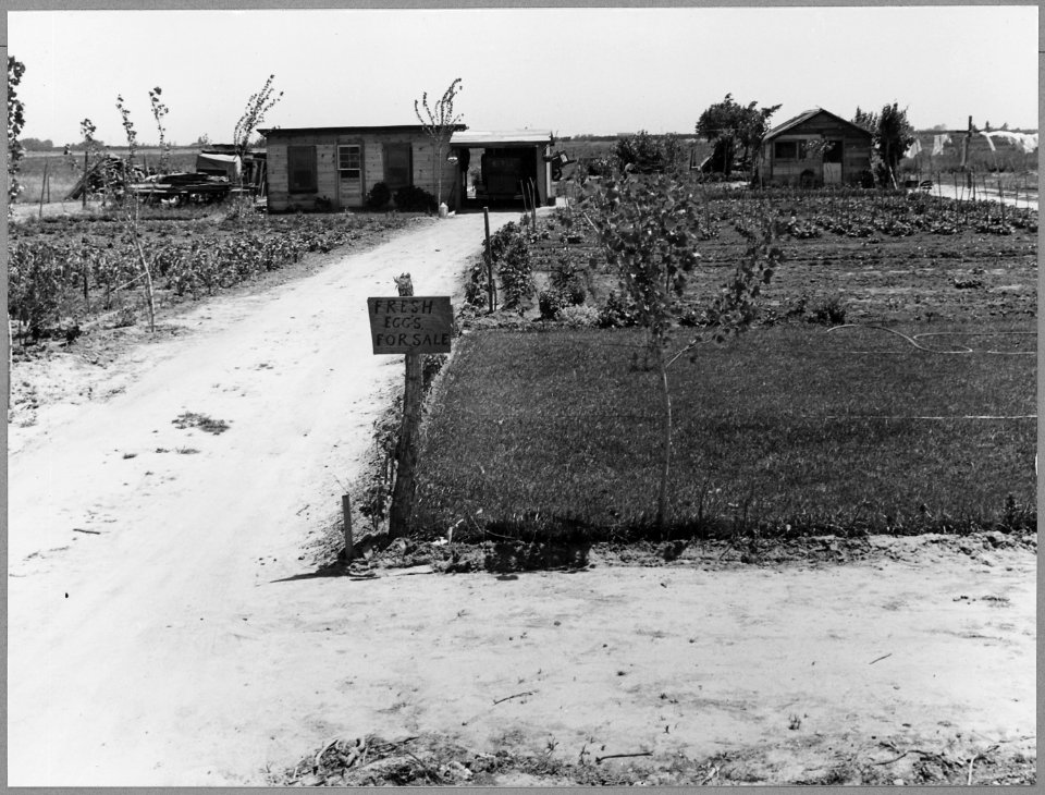 Airport tract, near Modesto, Stanislaus County, California. Two related families, of five persons, c . . . - NARA - 521627