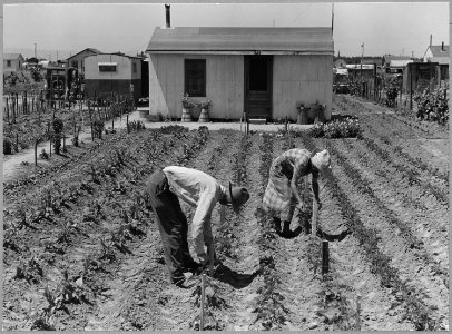 Airport tract, near Modesto, Stanislaus County, California. Man and wife training beans in their fir . . . - NARA - 521621 photo