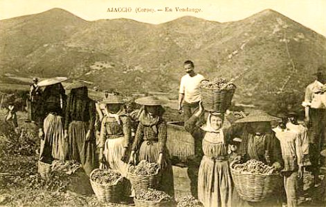 Ajaccio vendanges