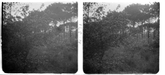Al bosc (SaP 371 04)
