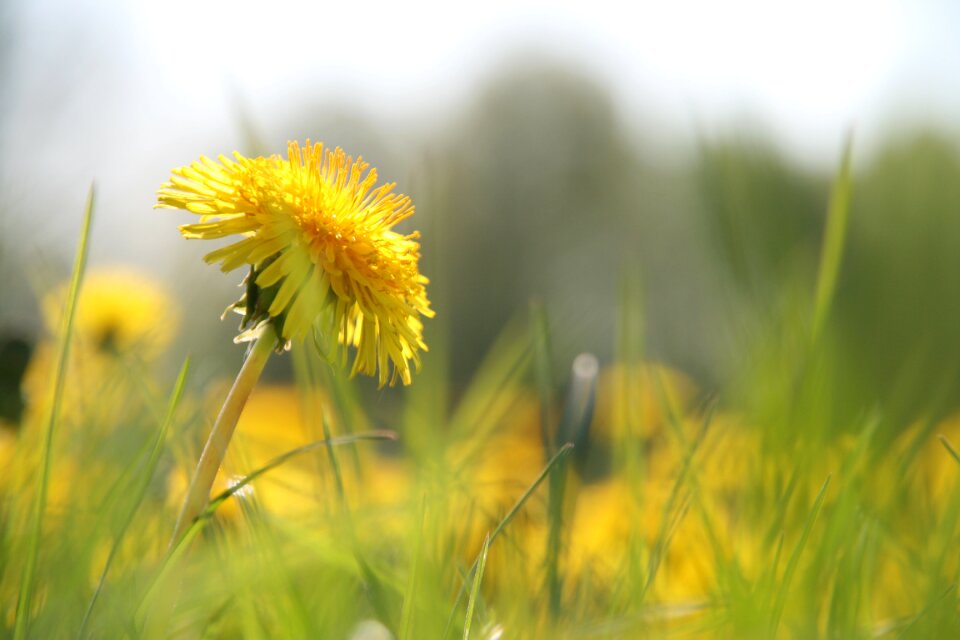 Summer meadow dandelion photo