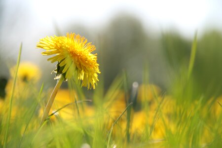Summer meadow dandelion
