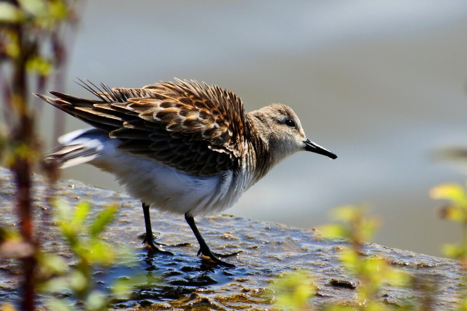 Grass little bird the department of