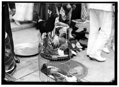 ALABAMANS. ROOSTERS BEING PRESENTED TO ALABAMA CITIZENS AT WHITE HOUSE. ONE OF THE ROOSTERS LCCN2016870292