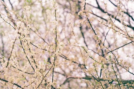 Nature season flora