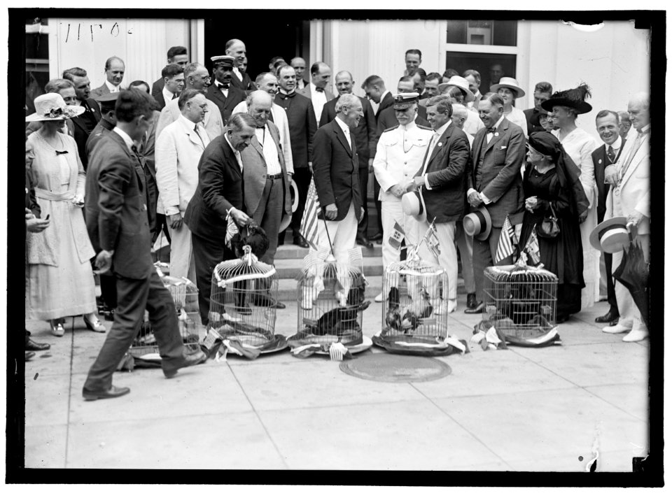 ALABAMANS. ROOSTERS BEING PRESENTED TO ALABAMA CITIZENS AT WHITE HOUSE. ADMIRAL BENSON RIGHT OF WILSON; CHAMP CLARK AT EXTREME RIGHT LCCN2016870290