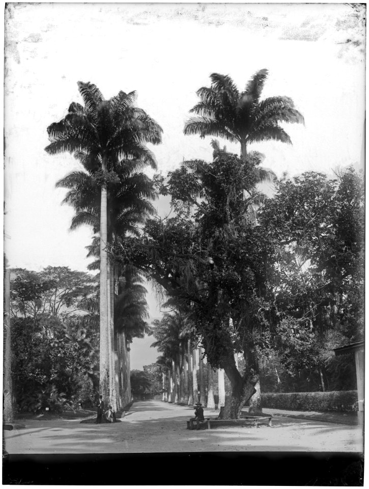 Alameda das Palmeiras Imperiais - 2
