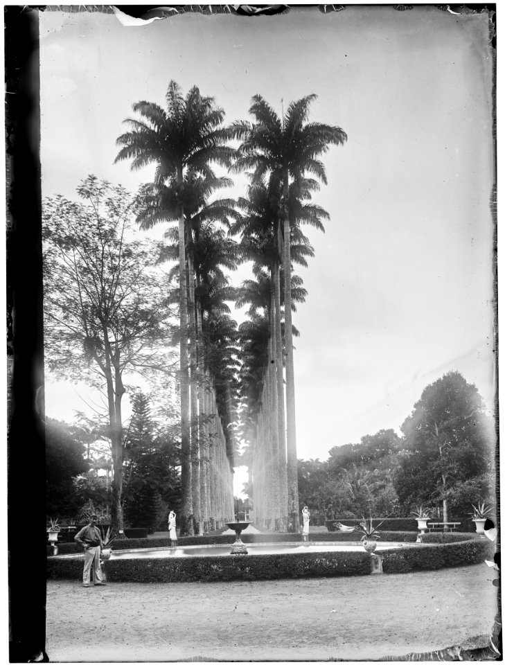Alameda das Palmeiras Imperiais - 1