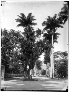Alameda das Palmeiras Imperiais - 5