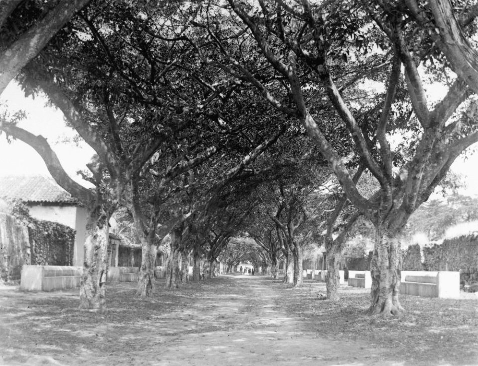 AlamedaSantaRosaAntiguaYas1910