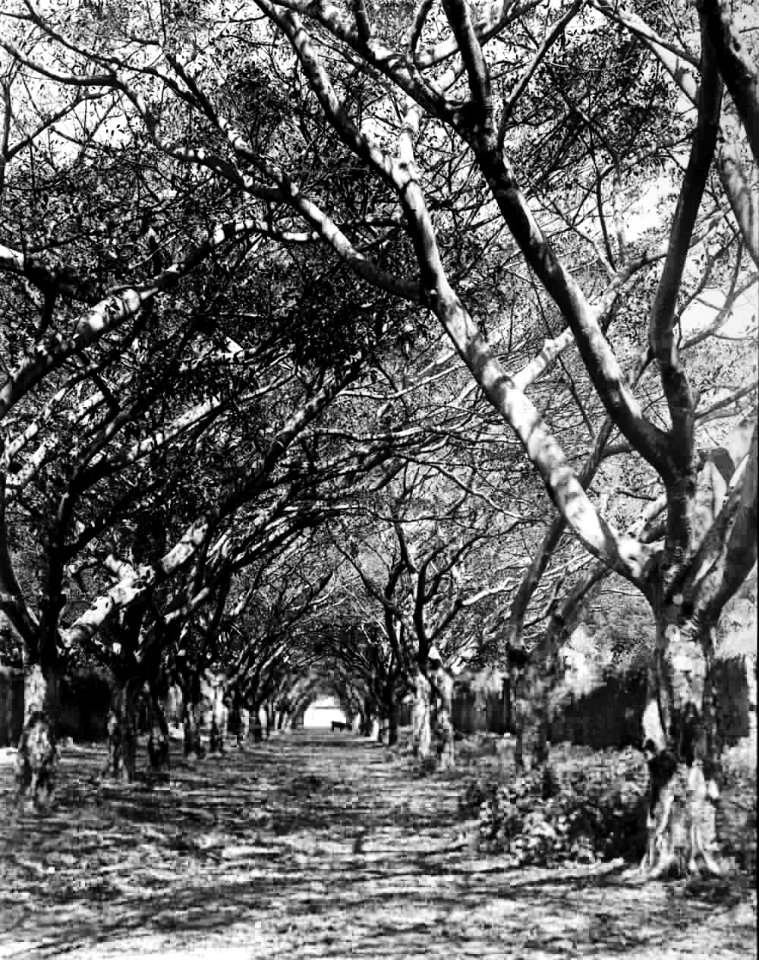 AlamedaSantaRosaAntiguaYad1910