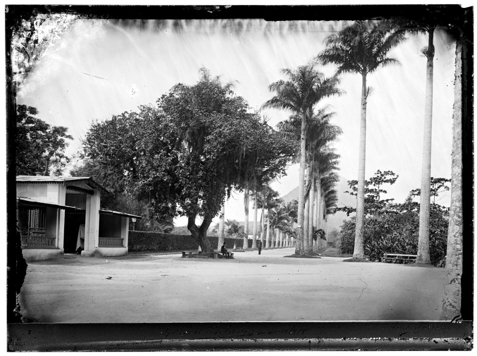 Alameda das Palmeiras Imperiais - 7