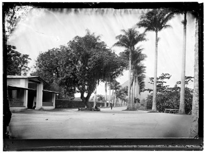 Alameda das Palmeiras Imperiais - 7