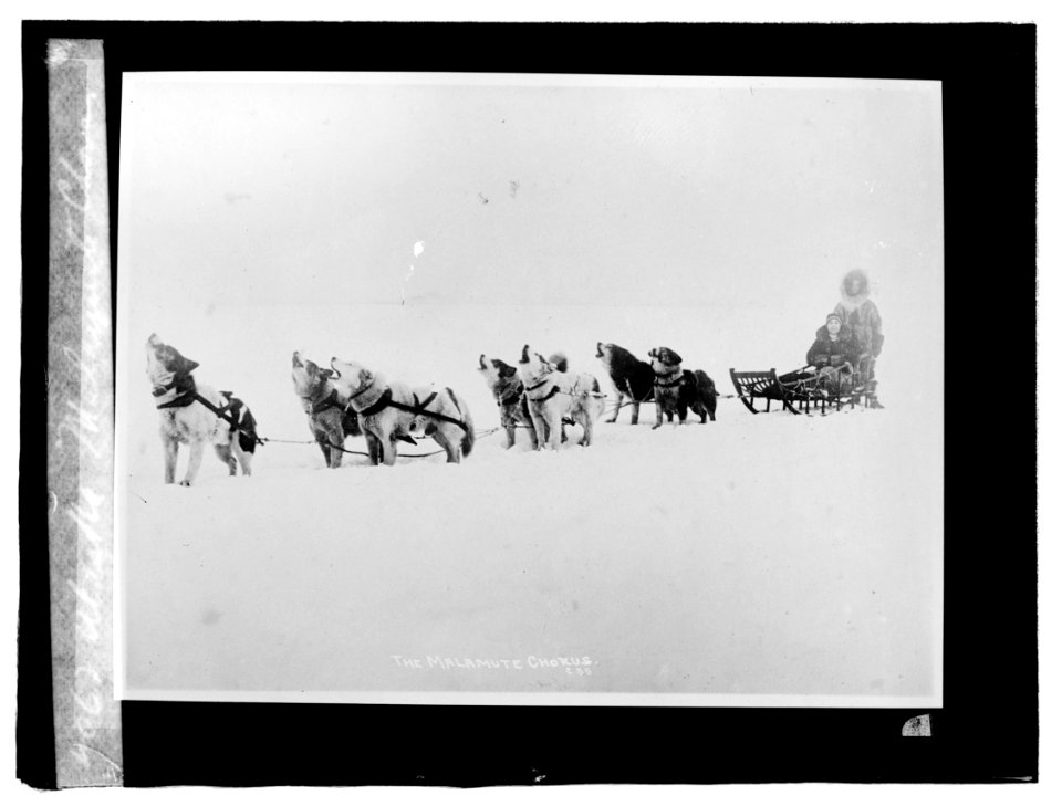 Alaskan Malamute chorus LCCN2016819540