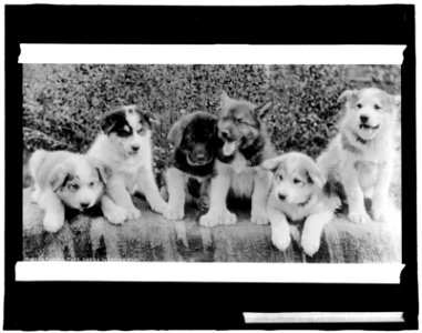 Alaskan pups LCCN2016826210