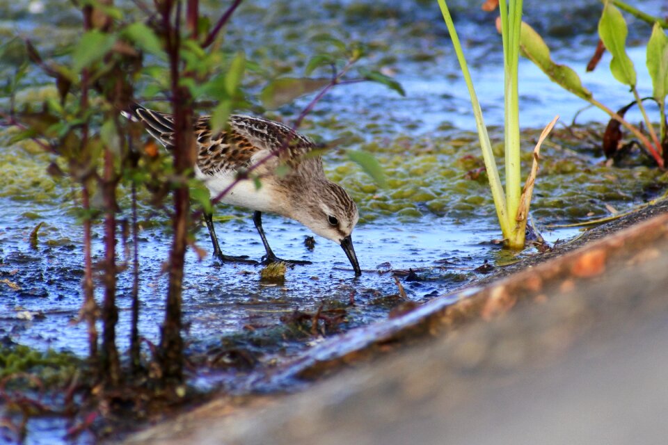 Grass little bird the department of